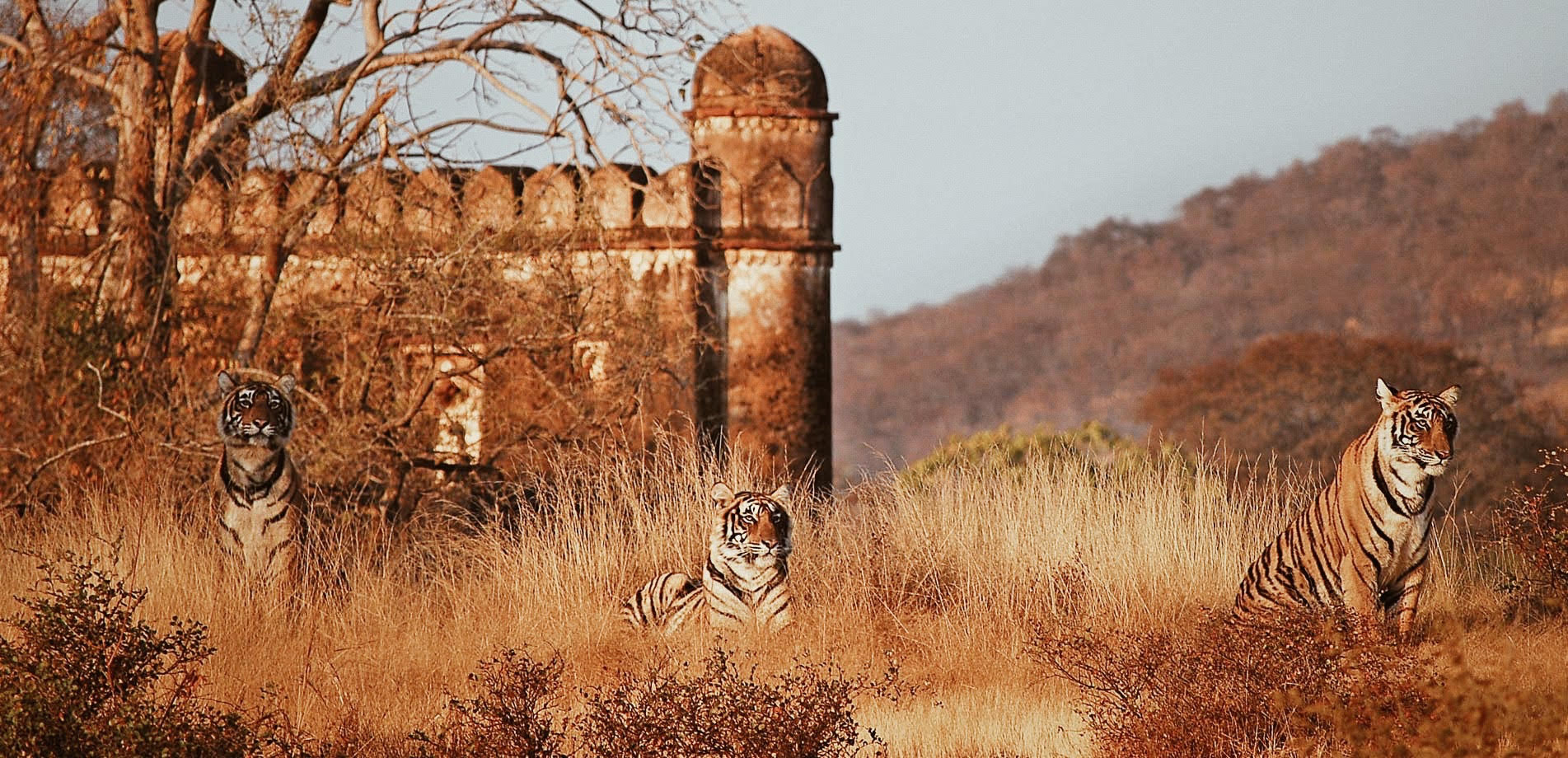 picture-this-ranthambore-national-park-all-the-raige